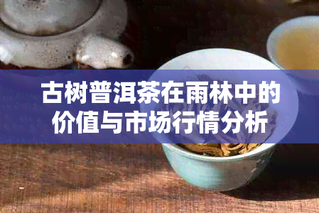 古树普洱茶在雨林中的价值与市场行情分析