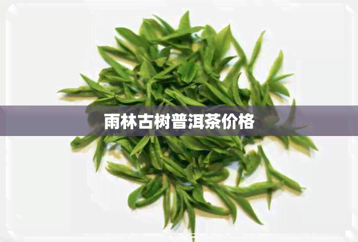 雨林古树普洱茶价格