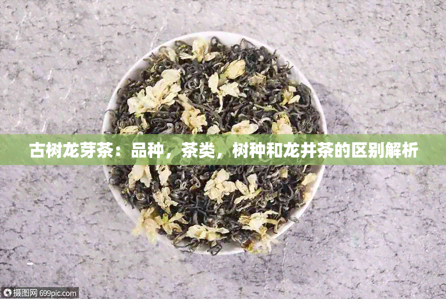 古树龙芽茶：品种，茶类，树种和龙井茶的区别解析