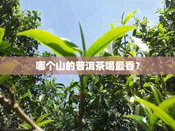 哪个山的普洱茶喝最香？