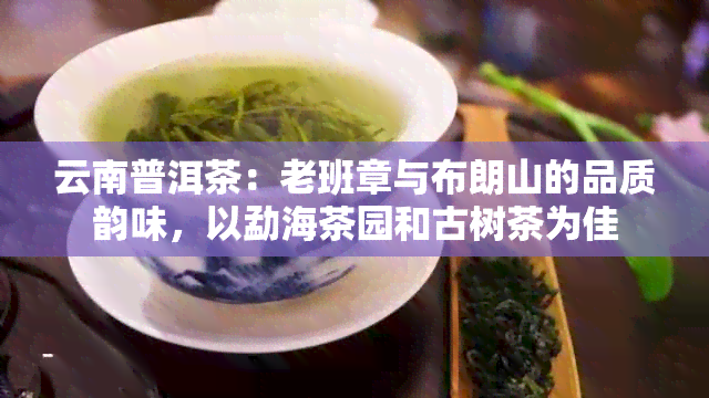 云南普洱茶：老班章与布朗山的品质韵味，以勐海茶园和古树茶为佳