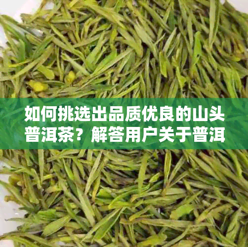 如何挑选出品质优良的山头普洱茶？解答用户关于普洱茶选择的各种疑问