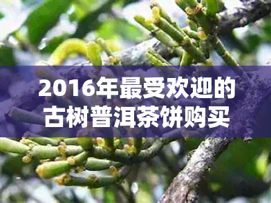 2016年更受欢迎的古树普洱茶饼购买指南及价格分析