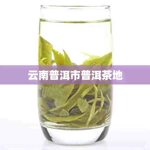 云南普洱市普洱茶地