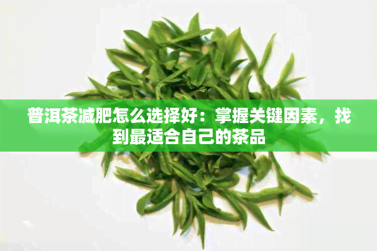 普洱茶减肥怎么选择好：掌握关键因素，找到最适合自己的茶品