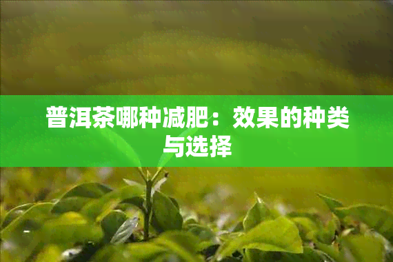 普洱茶哪种减肥：效果的种类与选择