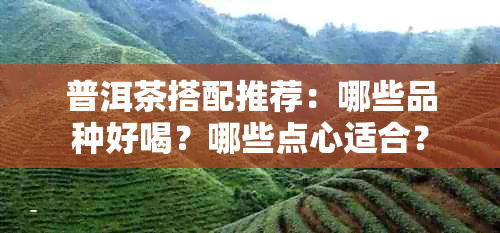 普洱茶搭配推荐：哪些品种好喝？哪些点心适合？