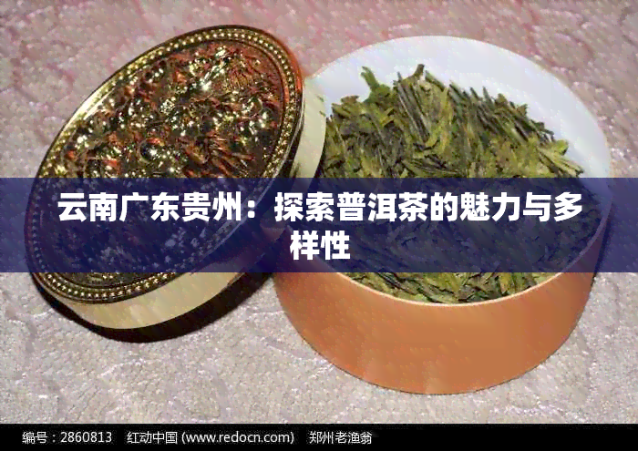 云南广东贵州：探索普洱茶的魅力与多样性