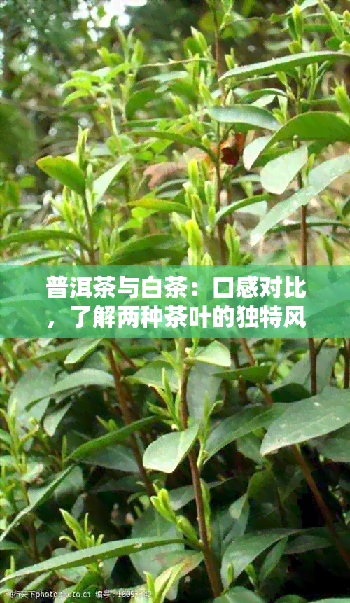 普洱茶与白茶：口感对比，了解两种茶叶的独特风味