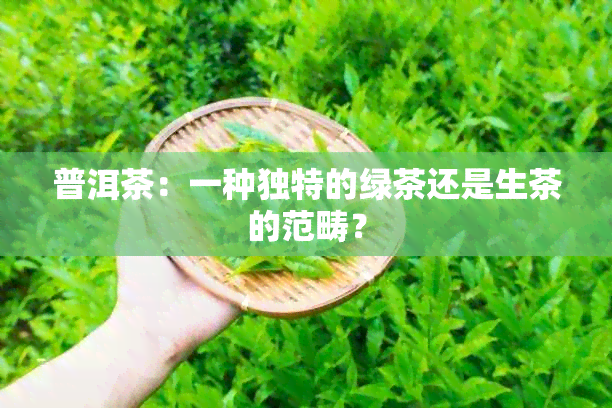 普洱茶：一种独特的绿茶还是生茶的范畴？