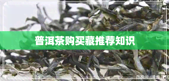 普洱茶购买藏推荐知识