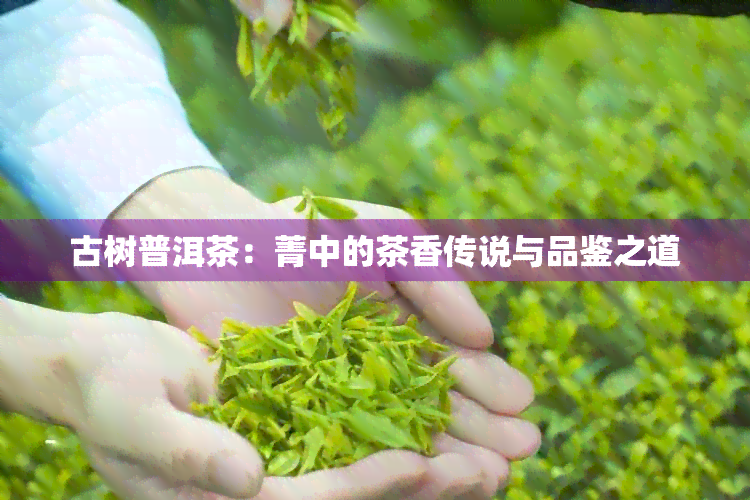 古树普洱茶：菁中的茶香传说与品鉴之道