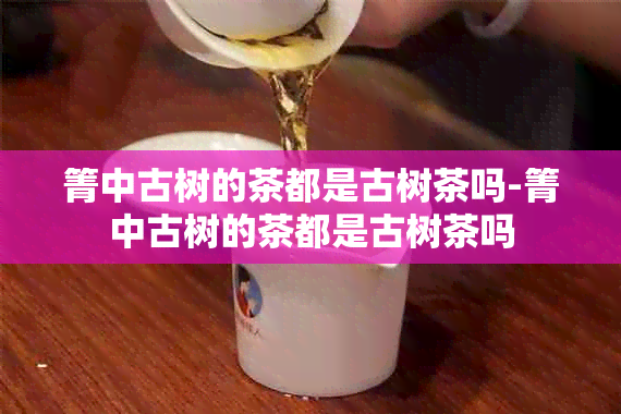 箐中古树的茶都是古树茶吗-箐中古树的茶都是古树茶吗