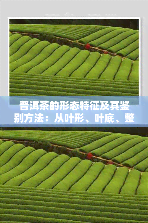 普洱茶的形态特征及其鉴别方法：从叶形、叶底、整碎度到色泽，全方位解析