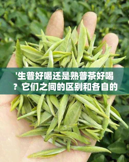 '生普好喝还是熟普茶好喝？它们之间的区别和各自的口感特点是什么？'