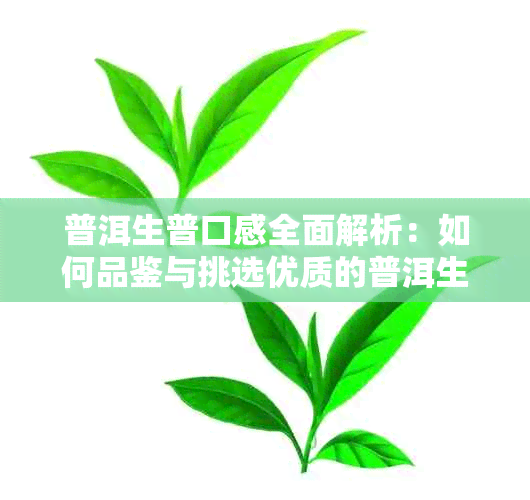 普洱生普口感全面解析：如何品鉴与挑选优质的普洱生茶？