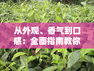 从外观、香气到口感：全面指南教你如何品鉴生普茶的好坏