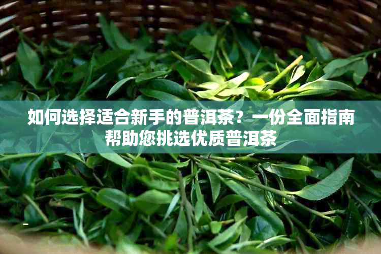 如何选择适合新手的普洱茶？一份全面指南帮助您挑选优质普洱茶