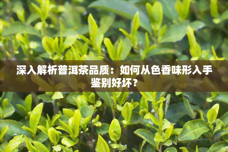 深入解析普洱茶品质：如何从色香味形入手鉴别好坏？