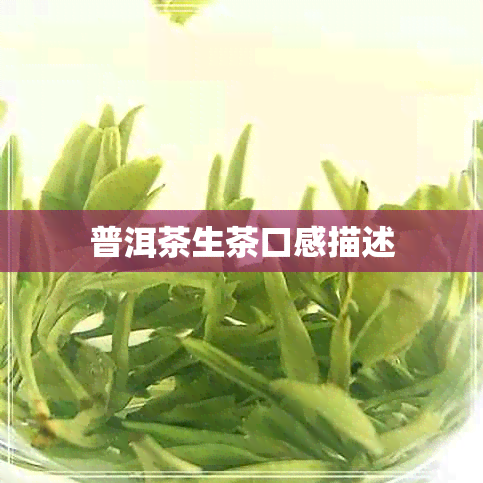 普洱茶生茶口感描述