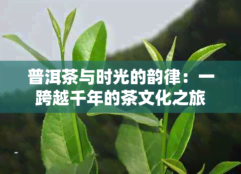 普洱茶与时光的韵律：一跨越千年的茶文化之旅