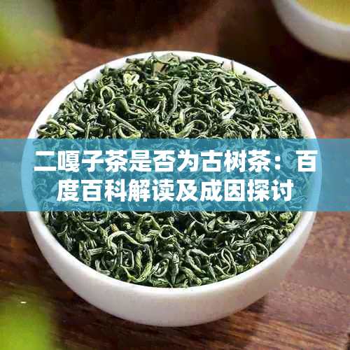 二嘎子茶是否为古树茶：百度百科解读及成因探讨