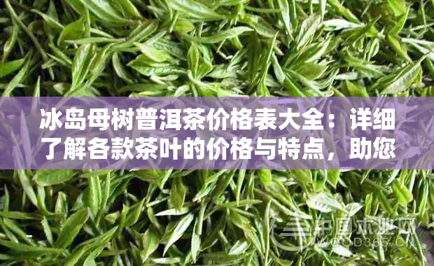 冰岛母树普洱茶价格表大全：详细了解各款茶叶的价格与特点，助您轻松选购