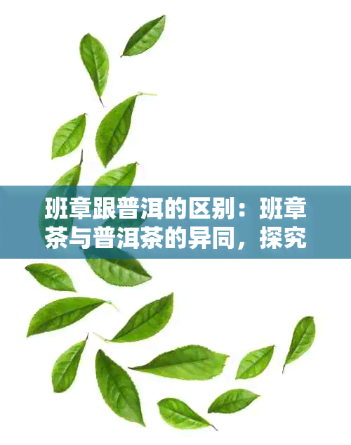 班章跟普洱的区别：班章茶与普洱茶的异同，探究班章普洱的特点及口感特征