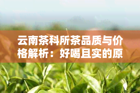 云南茶科所茶品质与价格解析：好喝且实的原因何在？