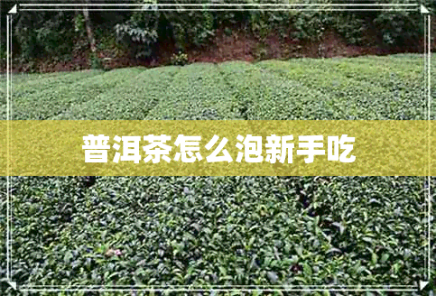 普洱茶怎么泡新手吃