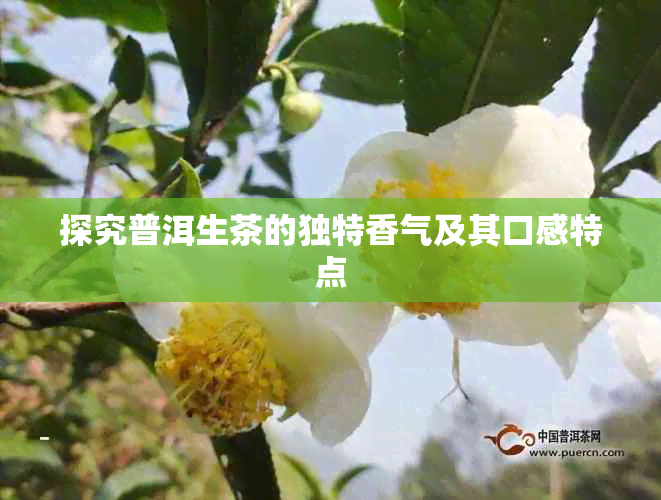 探究普洱生茶的独特香气及其口感特点