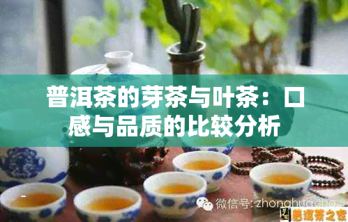 普洱茶的芽茶与叶茶：口感与品质的比较分析