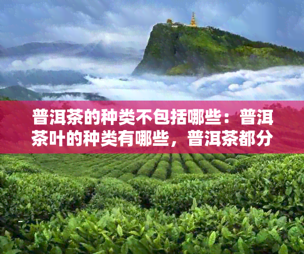 普洱茶的种类不包括哪些：普洱茶叶的种类有哪些，普洱茶都分什么种类