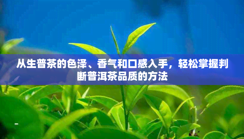 从生普茶的色泽、香气和口感入手，轻松掌握判断普洱茶品质的方法