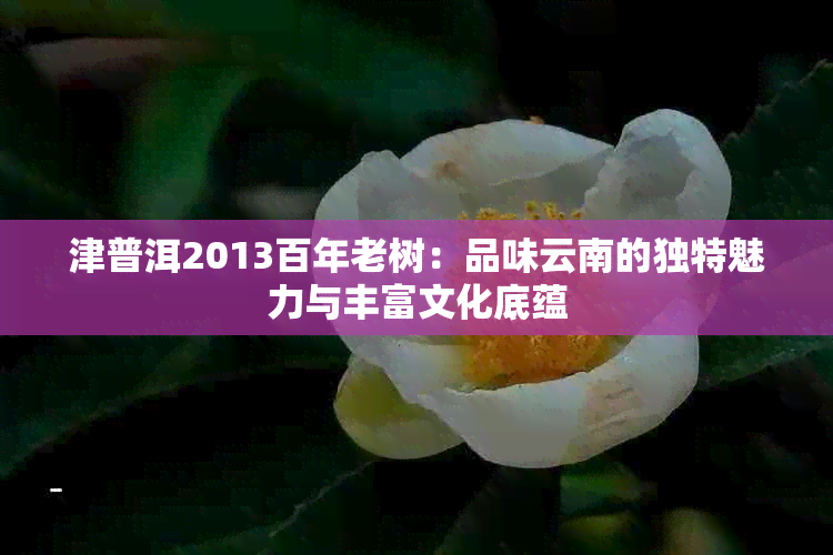 津普洱2013百年老树：品味云南的独特魅力与丰富文化底蕴