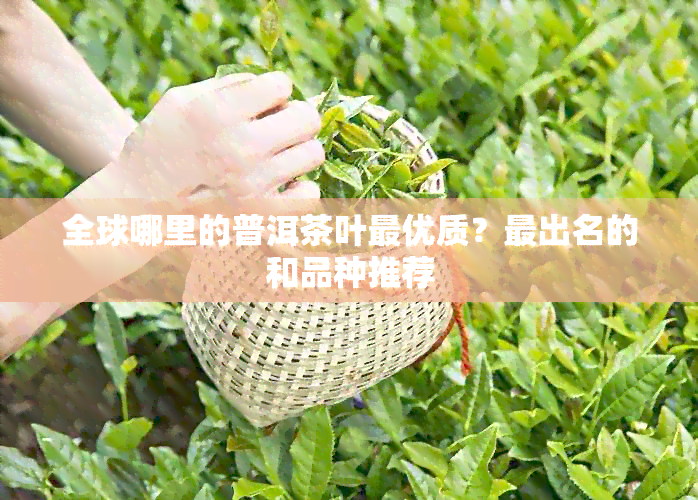 全球哪里的普洱茶叶更优质？最出名的和品种推荐