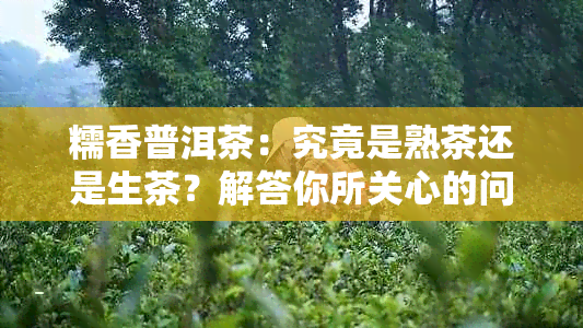 糯香普洱茶：究竟是熟茶还是生茶？解答你所关心的问题