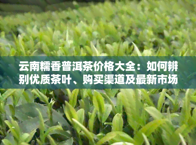 云南糯香普洱茶价格大全：如何辨别优质茶叶、购买渠道及最新市场行情