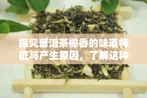 探究普洱茶樟香的味道特征与产生原因，了解这种独特香气的魅力