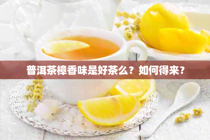 普洱茶樟香味是好茶么？如何得来？