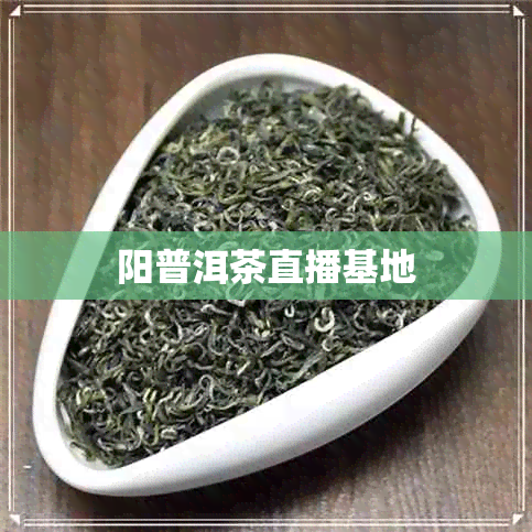 阳普洱茶直播基地