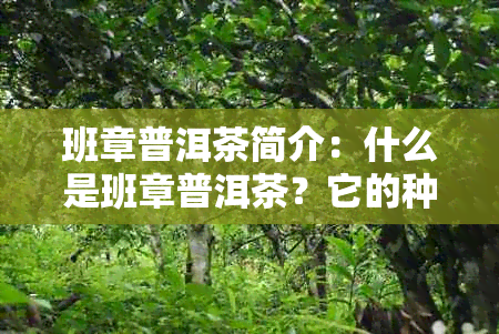 班章普洱茶简介：什么是班章普洱茶？它的种类、品质和泡法等全面解答