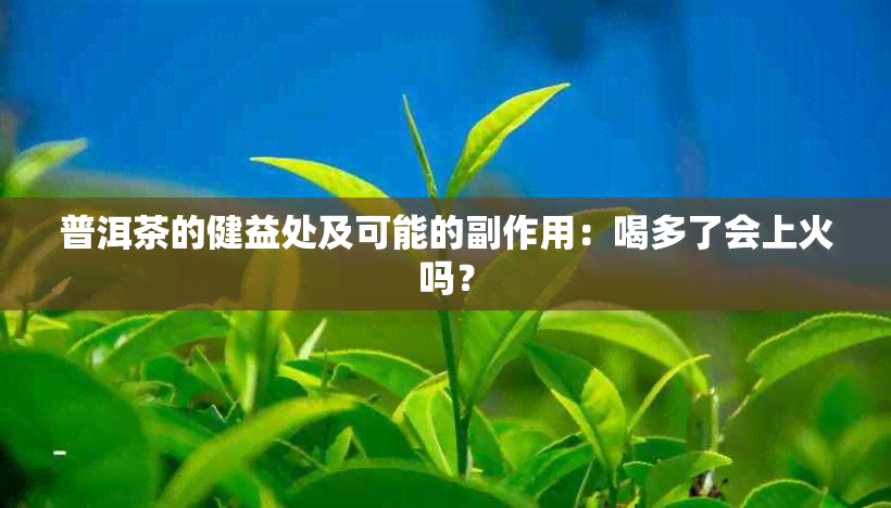 普洱茶的健益处及可能的副作用：喝多了会上火吗？