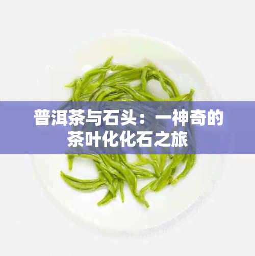 普洱茶与石头：一神奇的茶叶化化石之旅