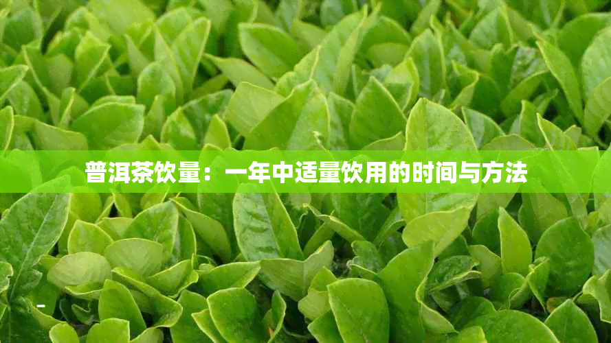 普洱茶饮量：一年中适量饮用的时间与方法