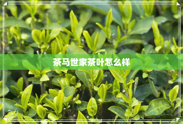 茶马世家茶叶怎么样