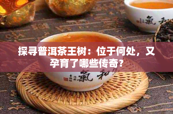 探寻普洱茶王树：位于何处，又孕育了哪些传奇？