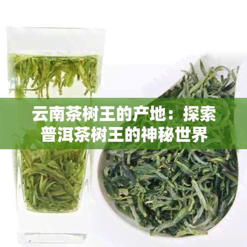 云南茶树王的产地：探索普洱茶树王的神秘世界