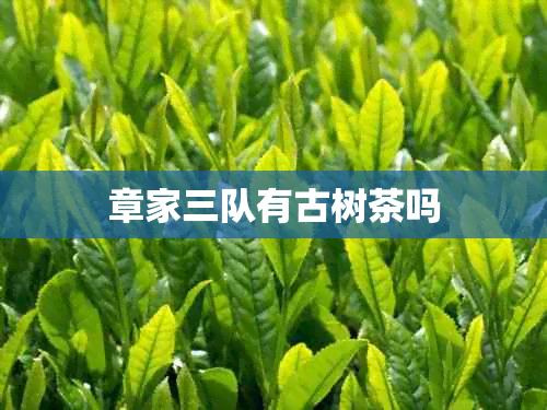 章家三队有古树茶吗