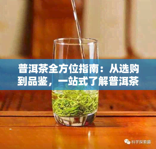 普洱茶全方位指南：从选购到品鉴，一站式了解普洱茶集散地的一切